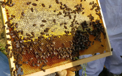 Alerte canicule : Comment vos abeilles ont fait face aux fortes chaleurs de juin !