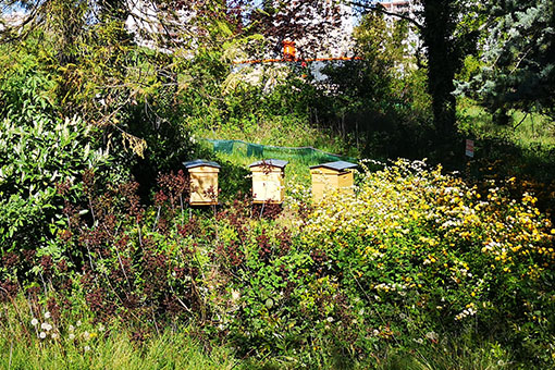ruche miel abeilles