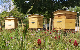 Faut-il planter une jachère pour les abeilles ?