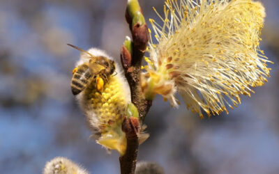 Que se passe t-il dans la ruche en mars ?