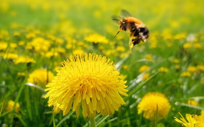 Que se passe t-il dans la ruche en avril ?