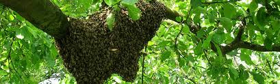 miel abeille