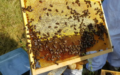 Que se passe t-il dans la ruche en juillet ?