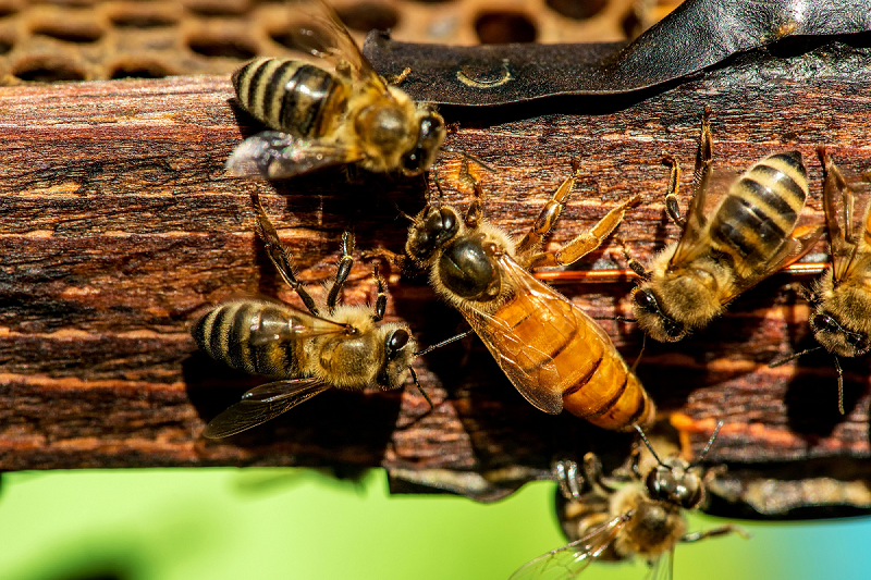 abeilles luxeuil