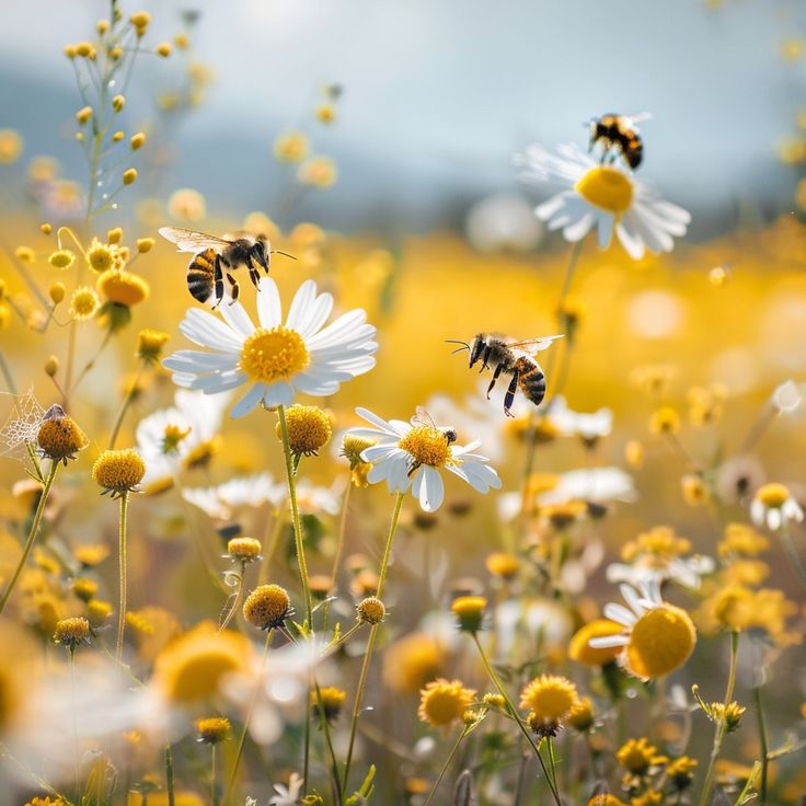 abeilles haute saone