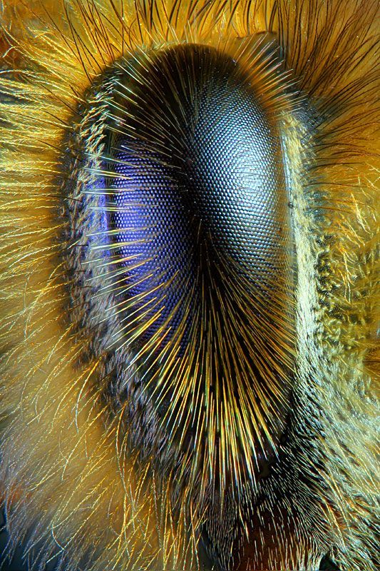 oeil abeille