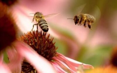 La spécialisation est une force, même chez les abeilles 🐝 !