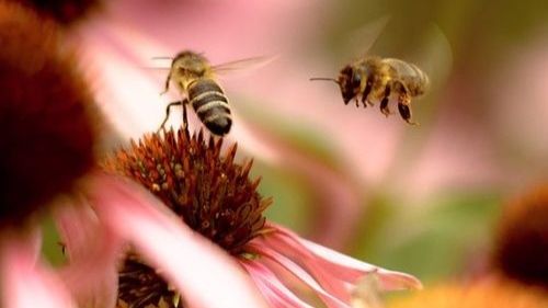 abeilles