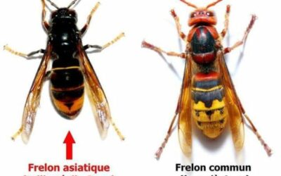 Surveillance contre le frelon asiatique !
