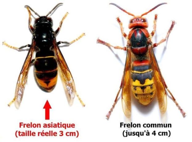 frelon