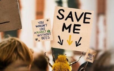 La « Loi Duplomb » : Une Catastrophe Annoncée pour les Abeilles🐝 et la Biodiversité 🌼