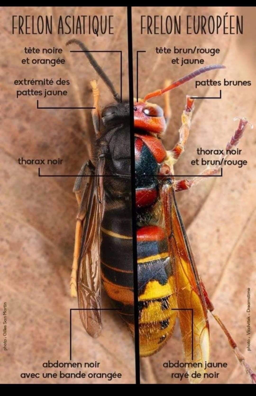 frelon asiatique abeilles