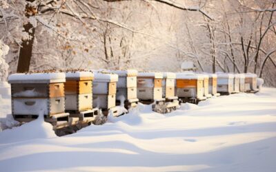 🤯 L’incroyable Thermostat de la Ruche : −4 °C dehors, ambiance estivale à l’intérieur !