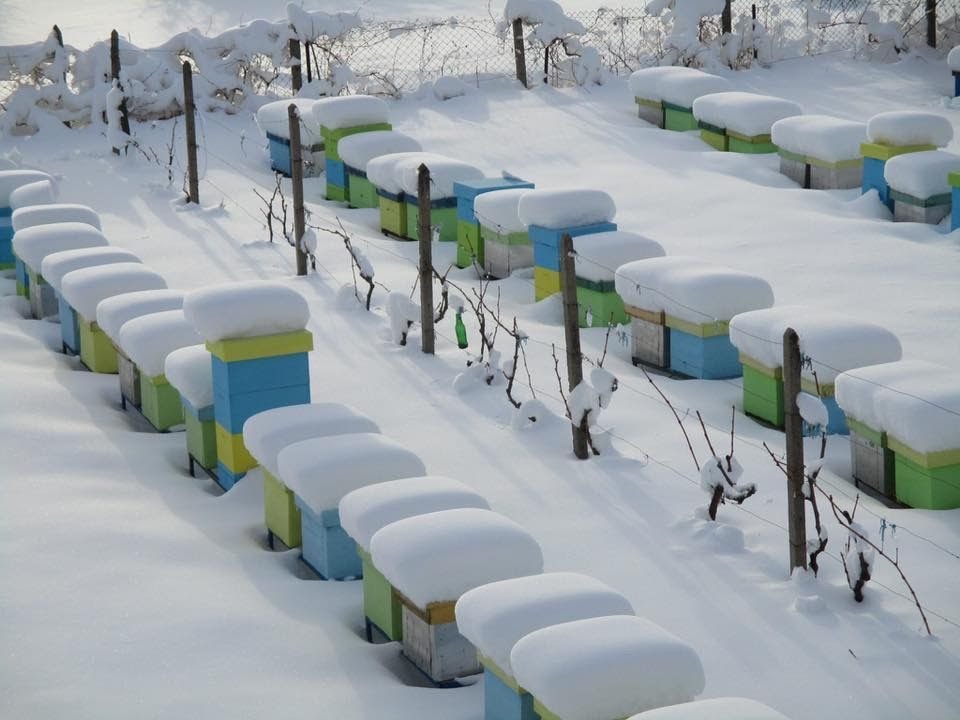 rechauffement climatique