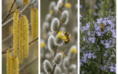 Préparez le printemps : que planter dès maintenant pour vos abeilles ? 🌸