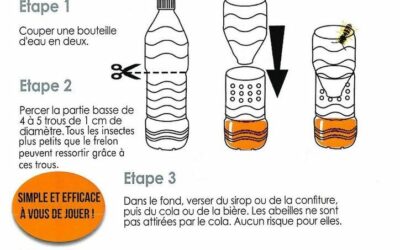 Éradiquer le frelon asiatique – Piéger la reine en 5 étapes