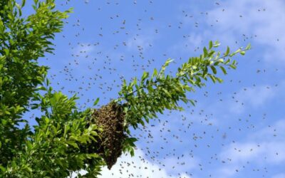 Le coin des passionnés : Un nuage d&rsquo;abeilles dans votre jardin ? Pas de panique !