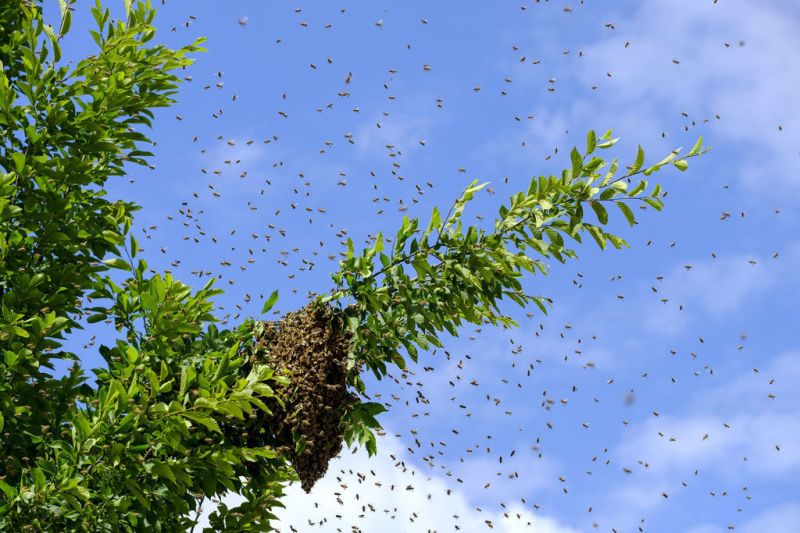 abeille domicile jardin