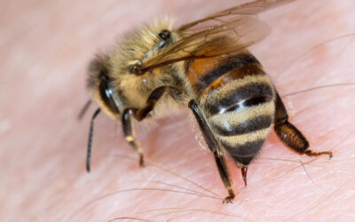Le venin d’abeille : Le prochain « biohack » de la performance ?