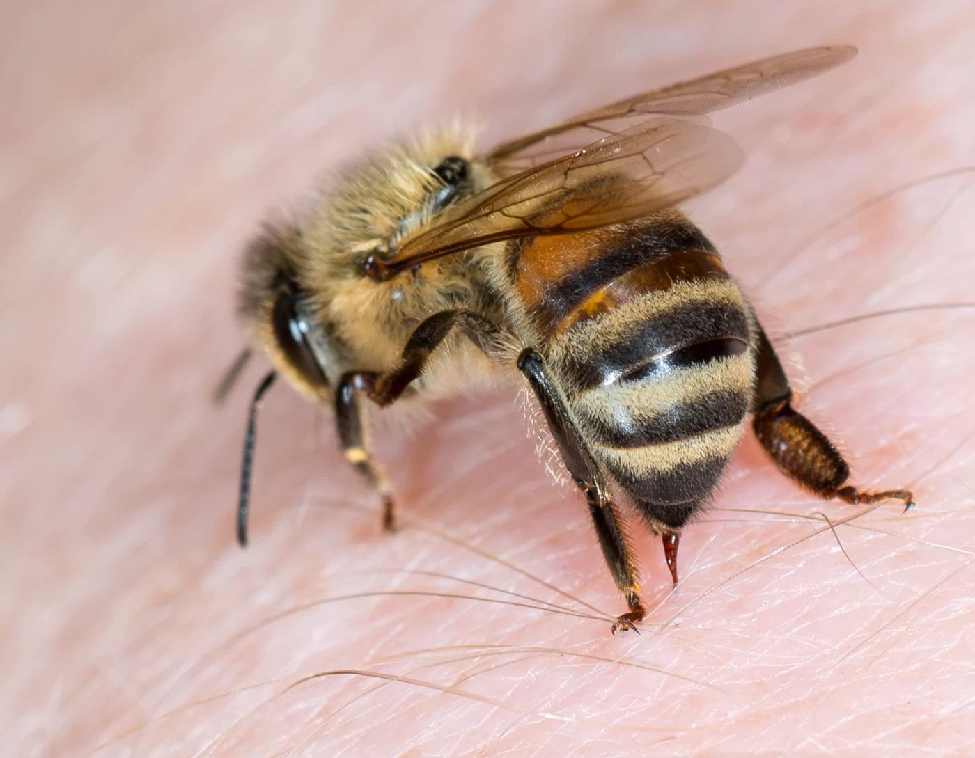 venin abeille