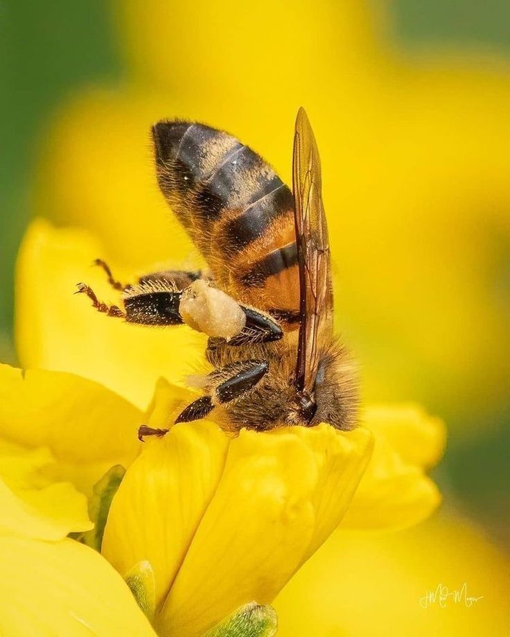 ruche miel abeilles