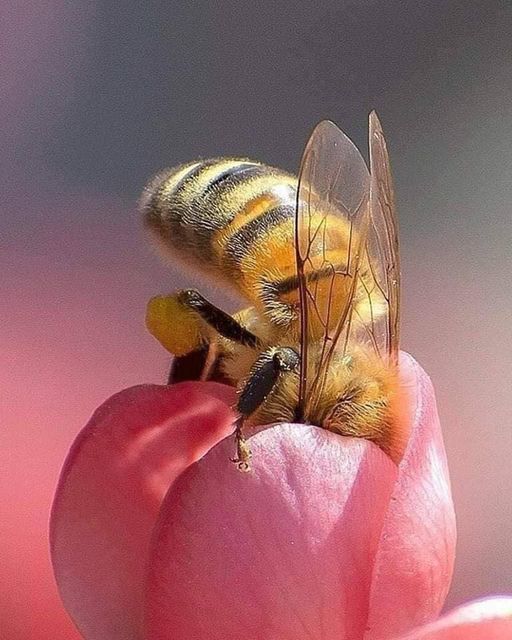 ruche miel abeilles
